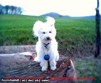Pumi Hunde Foto 19163 in höherer Auflösung ansehen Pumi Ein Engel auf Erden