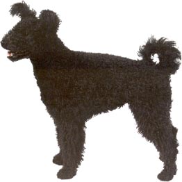 Pumi Hunde Foto 4 Pumi