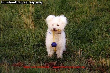 Pumi Hunde Foto 19164 in höherer Auflösung ansehen Pumi Ein Engel auf Erden
