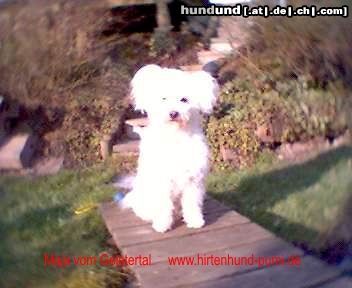 Pumi Hunde Foto 19165 in höherer Auflösung ansehen Pumi Ein Engel auf Erden
