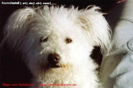 Pumi Hunde Foto 19166 in höherer Auflösung ansehen Pumi Ein Engel auf Erden
