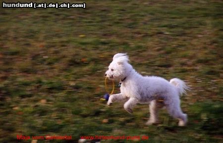 Pumi Hunde Foto 19167 in höherer Auflösung ansehen Pumi Ein Engel auf Erden