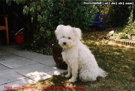 Pumi Hunde Foto 19168 in höherer Auflösung ansehen Pumi Ein Engel auf Erden
