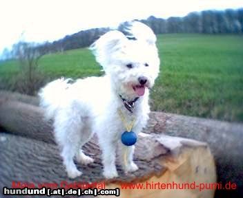 Pumi Hunde Foto 19169 in höherer Auflösung ansehen Pumi Ein Engel auf Erden