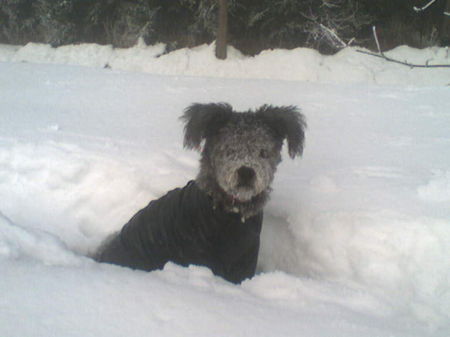 Pumi Dana liebt den Schnee 