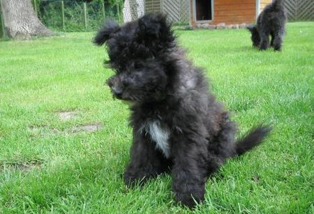 Pumi Hunde Foto 39091 in höherer Auflösung ansehen Pumi Carlchen Clax vom Hexenhäuschen sucht 100% Familienanschluß