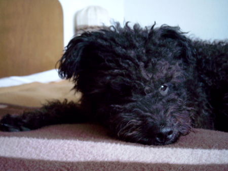 Pumi Hunde Foto 31946 in höherer Auflösung ansehen Pumi Csikos Pumiruede