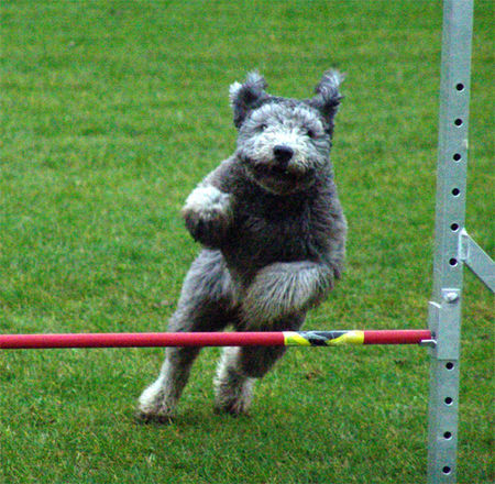 Pumi Pumis lachen beim Agility