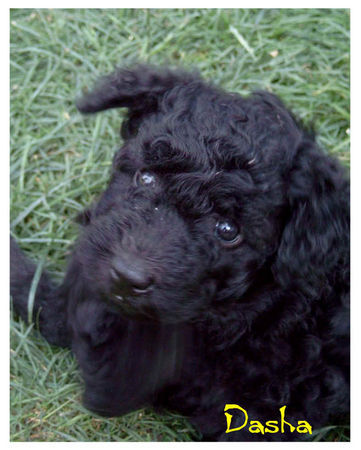 Pumi Hunde Foto 34595 in höherer Auflösung ansehen Pumi Pumi Hündin Dasha