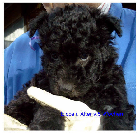 Pumi Hunde Foto 40996 in höherer Auflösung ansehen Pumi Eicos im Alter v. 6 Wochen, geb. am 10.12.07