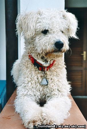 Pumi Hunde Foto 3678 Pumi Hanky auf Elba Sommer 2002
