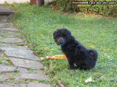 Pumi Hunde Foto 26631 in höherer Auflösung ansehen Pumi Ich bin Charlie aus Hagen Westf.