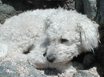 Pumi Hunde Foto 2335 Pumi Das ist ein Pumi in weiß