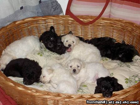 Pumi Hunde Foto 20857 in höherer Auflösung ansehen Pumi Pumi Welpen vom 21.03.2005