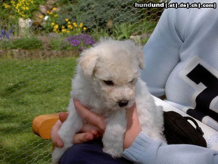 Pumi Hunde Foto 20858 in höherer Auflösung ansehen Pumi Pumi Welpen vom 21.03.2005