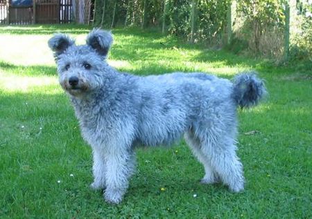 Pumi Hunde Foto 39090 Pumi Pumi´s vom Hexenhäuschen