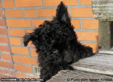 Pumi Hunde Foto 44690 in höherer Auflösung ansehen Pumi Pumiwelpe vom reinen Kristall