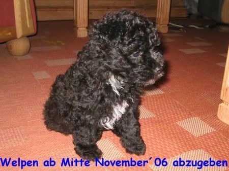 Pumi Hunde Foto 34832 in höherer Auflösung ansehen Pumi Welpen abzugeben