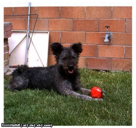 Pumi Hunde Foto 19581 Pumi Pumi ein Ungarischer Wirbelwind