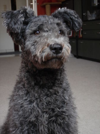 Pumi Hunde Foto 32258 Pumi so süß