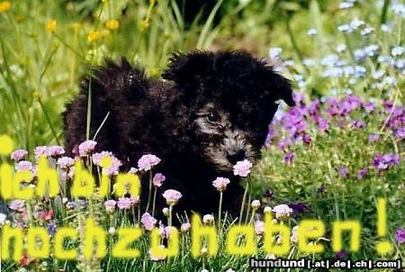 Pumi Hunde Foto 21658 Pumi Ich bin noch zu haben