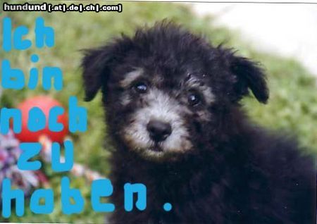 Pumi Hunde Foto 21659 Pumi Ich bin auch noch zu haben