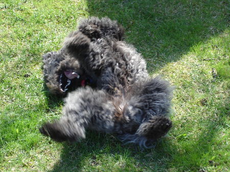 Pumi Hunde Foto 32259 Pumi wuschelig...