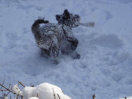 Pumi sooo viel schnee