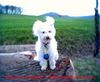 Pumi Foto: Ein Engel auf Erden (ID 19163) Pumi Hund