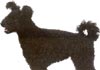 Pumi Foto (ID 4) Pumi Hund