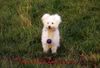 Pumi Foto: Ein Engel auf Erden (ID 19164) Pumi Hund