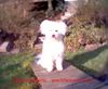 Pumi Foto: Ein Engel auf Erden (ID 19165) Pumi Hund
