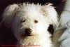 Pumi Foto: Ein Engel auf Erden (ID 19166) Pumi Hund