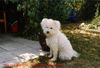 Pumi Foto: Ein Engel auf Erden (ID 19168) Pumi Hund