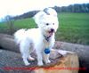 Pumi Foto: Ein Engel auf Erden (ID 19169) Pumi Hund