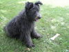 Pumi Foto: Das ist Böbi! (ID 32123) Pumi Hund