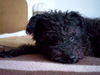 Pumi Foto: Csikos Pumiruede (ID 31946) Pumi Hund