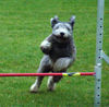 Pumi Foto: Pumis lachen beim Agility (ID 31417) Pumi Hund