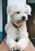 Pumi Foto: Hanky auf Elba Sommer 2002 (ID 3678) Pumi Hund