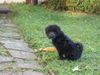 Pumi Foto: Ich bin Charlie aus Hagen Westf. (ID 26631) Pumi Hund
