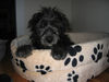 Pumi Foto: Charlie (ID 28415) Pumi Hund