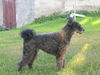 Pumi Foto: SUCH Tidy-Lockman (ID 33911) Pumi Hund