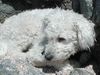 Pumi Foto: Das ist ein Pumi in weiß (ID 2335) Pumi Hund