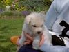 Pumi Foto: Pumi Welpen vom 21.03.2005 (ID 20858) Pumi Hund