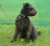 Pumi Foto (ID 1177) Pumi Hund