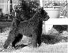 Pumi Foto: Tidy Lockman, alias Buster,from Sweden (ID 11048) Pumi Hund