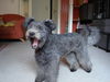Pumi Foto: ganz müde =) (ID 32166) Pumi Hund