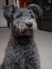 Pumi Foto: so süß (ID 32258) Pumi Hund