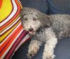 Pumi Foto: Cosma auf ihrem geliebten Sofa (ID 34072) Pumi Hund