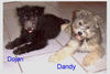 Pumi Foto: Wir 2 sind noch zu haben (ID 34597) Pumi Hund